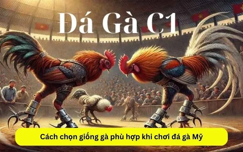 Cách chọn giống gà phù hợp khi chơi đá gà Mỹ