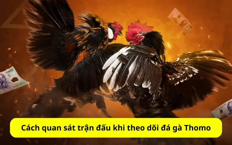 Cách quan sát trận đấu khi theo dõi đá gà Thomo