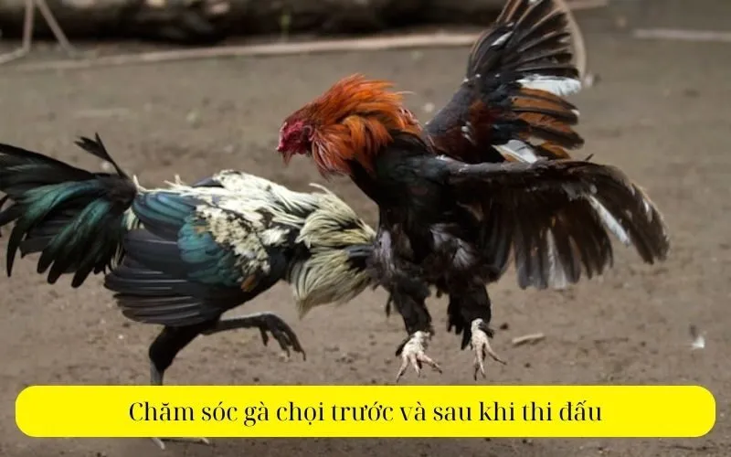 Chăm sóc gà chọi trước và sau khi thi đấu
