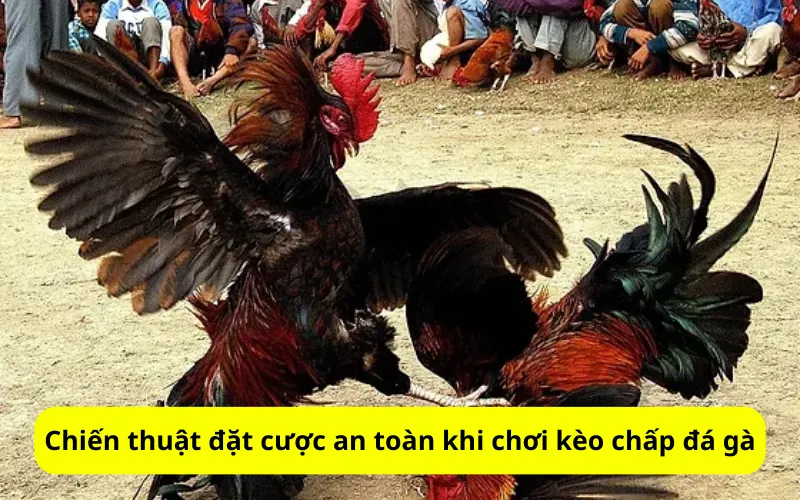 Chiến thuật đặt cược an toàn khi chơi kèo chấp đá gà