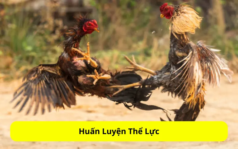 Huấn Luyện Thể Lực