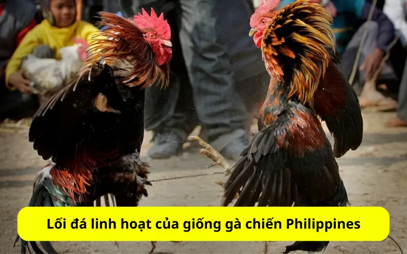 Lối đá linh hoạt của giống gà chiến Philippines