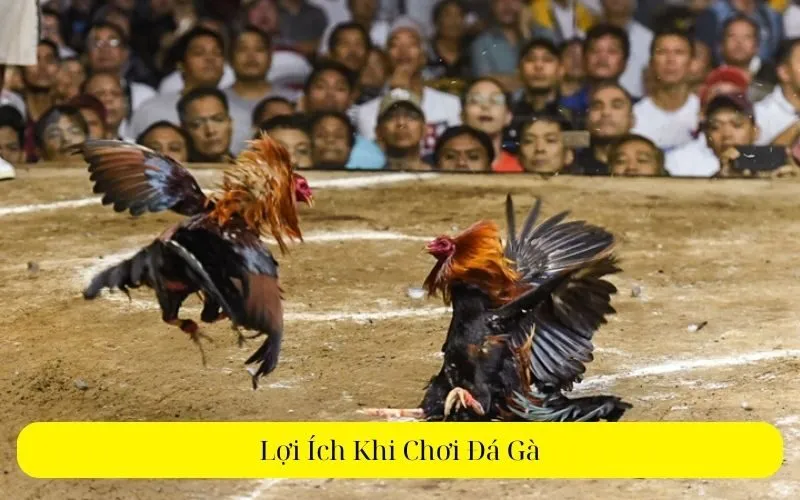 Lợi Ích Khi Chơi Đá Gà