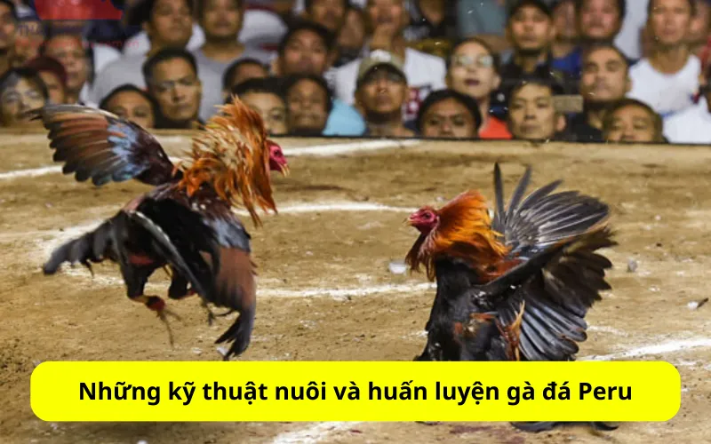 Những kỹ thuật nuôi và huấn luyện gà đá Peru