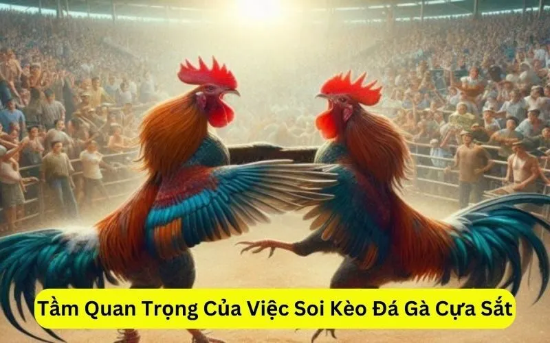 Tầm Quan Trọng Của Việc Soi Kèo Đá Gà Cựa Sắt